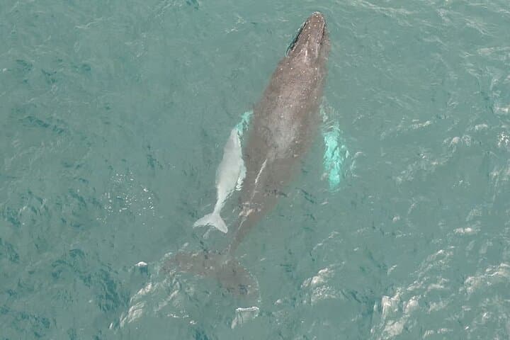 Maui Whale Watching and Drone Photoshoot: Cliffside Humpback Experience