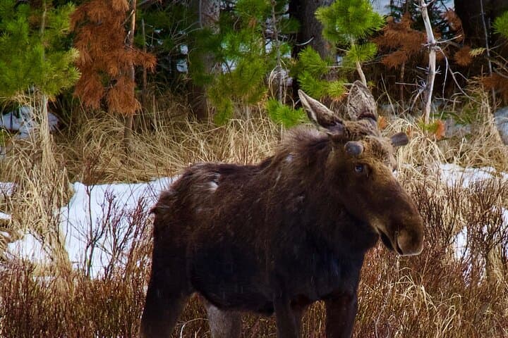 Moosin' Around: Wildlife Viewing in Rocky Mountain National Park photo 6