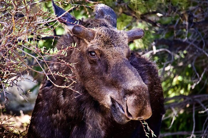 Moosin' Around: Wildlife Viewing in Rocky Mountain National Park photo 3