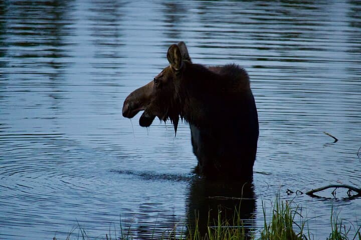 Moosin' Around: Wildlife Viewing in Rocky Mountain National Park