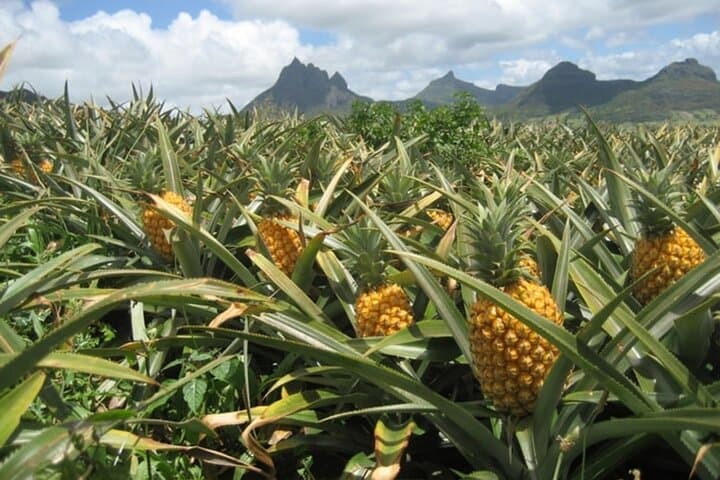 Mauka Warriors Luau, Rum Tasting & Dole Plantation Tour — Pineapple Fields to Polynesian Fire Show photo 4