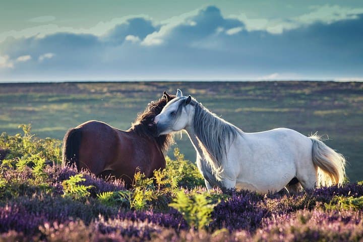 Private Full-Day Dartmoor Adventure: Grimspound, Wistman's Wood & Hound Tor photo 2