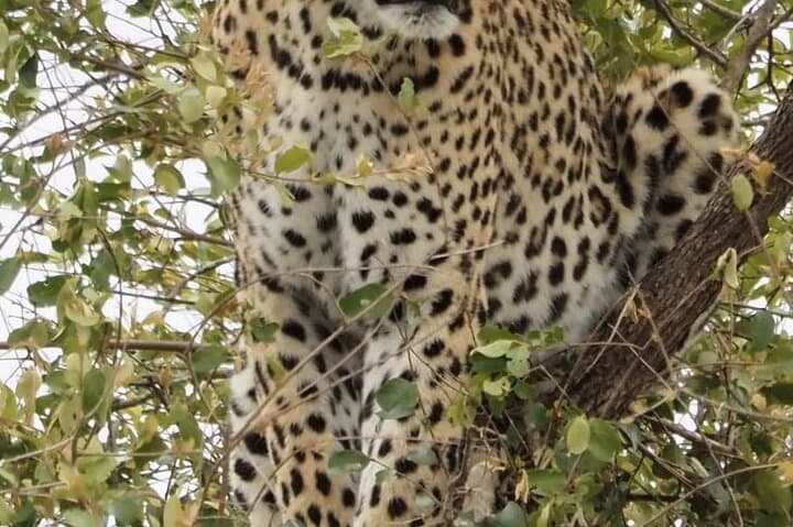 Luxury Kruger Safari: 6-Day Big Five & Panorama Route Experience photo 4