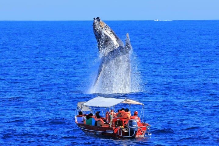 Cabo San Lucas Marine Safari: Whale Watching & Wildlife Cruise in the Sea of Cortez photo 1