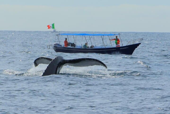 Cabo San Lucas Marine Safari: Whale Watching & Wildlife Cruise in the Sea of Cortez photo 2