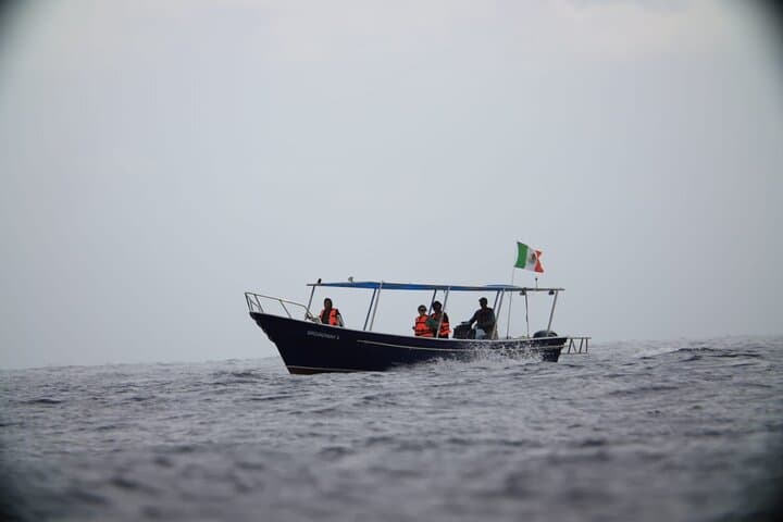 Cabo San Lucas Marine Safari: Whale Watching & Wildlife Cruise in the Sea of Cortez photo 3