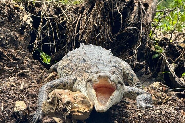 Tortuguero Canoe, Trails & Viewpoint: Full-Day Wildlife Package photo 2