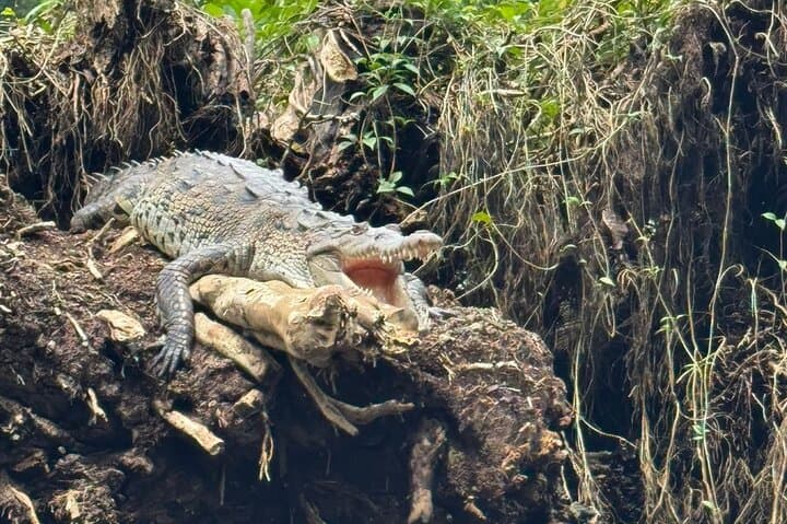 Tortuguero Canoe, Trails & Viewpoint: Full-Day Wildlife Package photo 3