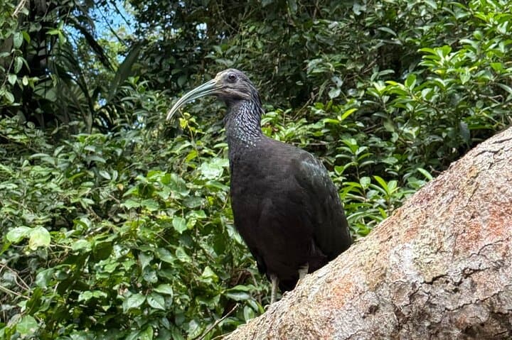 Tortuguero Canoe, Trails & Viewpoint: Full-Day Wildlife Package photo 4