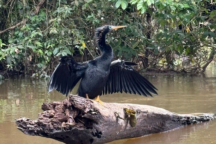 Tortuguero Canoe, Trails & Viewpoint: Full-Day Wildlife Package photo 5