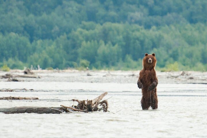 Chilkat Bald Eagle Preserve Rafting: Haines Semi-Private Wildlife Float photo 3