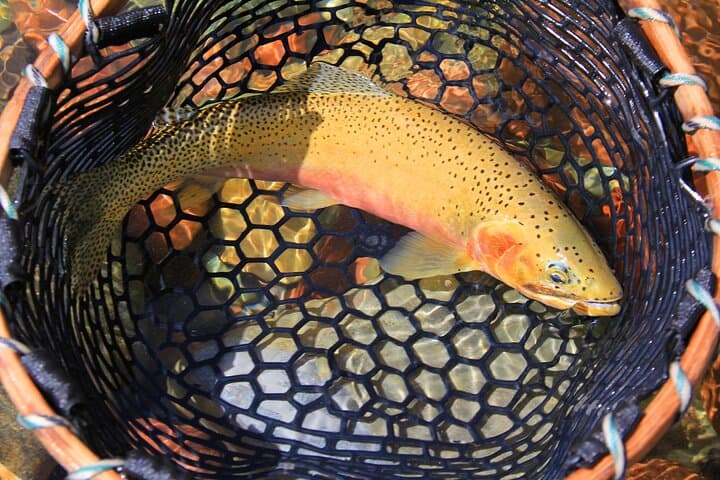 Half-Day Guided Fly Fishing on the Flathead River — Glacier National Park