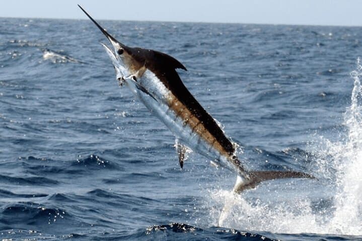 Punta Cana Pro Fishing Adventure: Deep-Sea Charter for Mahi, Tuna & Sailfish photo 5
