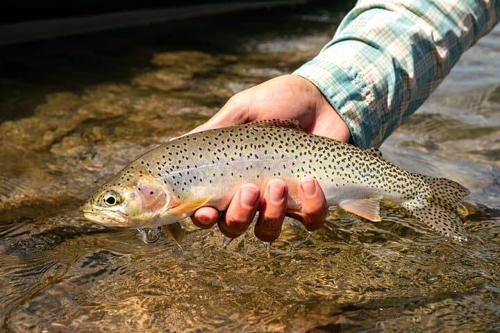 Full-Day Fly Fishing in Glacier National Park: North & Middle Fork Guided Trip