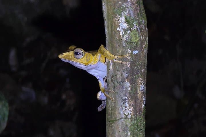 Kubah Night Walk: Borneo Frogging & Nocturnal Wildlife Tour from Kuching