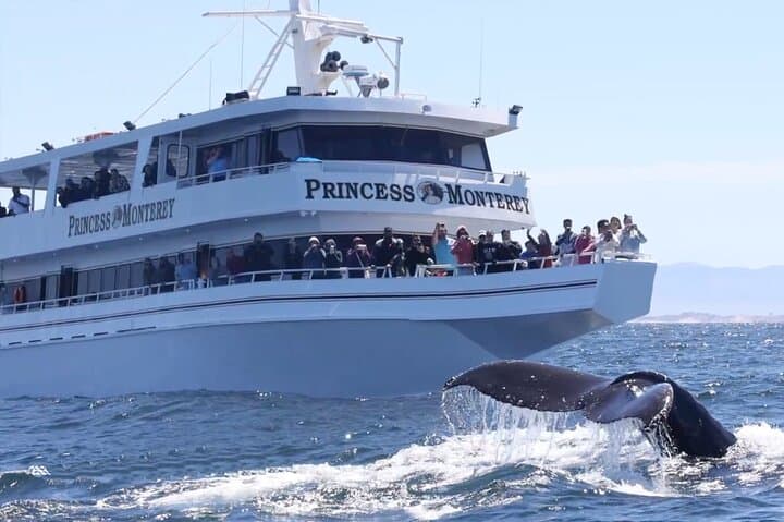 Monterey Bay Winter Whale Watching Aboard Large Heated Vessels