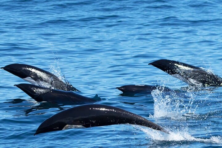 Monterey Bay Winter Whale Watching Aboard Large Heated Vessels photo 3
