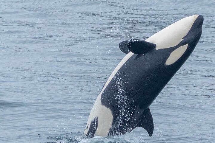 Monterey Bay Winter Whale Watching Aboard Large Heated Vessels photo 4