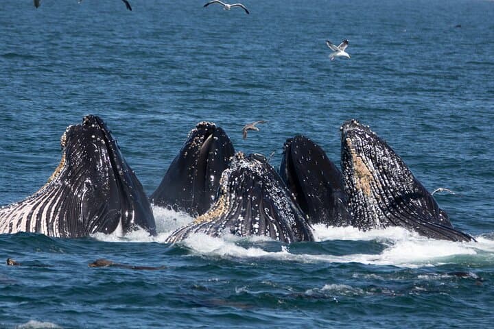 Monterey Bay Winter Whale Watching Aboard Large Heated Vessels photo 5