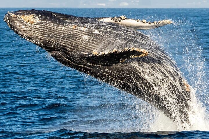 Monterey Bay Winter Whale Watching Aboard Large Heated Vessels photo 6