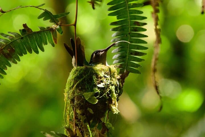 Birdwatching in Braulio Carrillo: Full-Day Rainforest & Aerial Tram Experience photo 4
