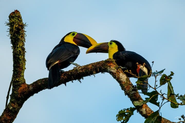 Birdwatching in Braulio Carrillo: Full-Day Rainforest & Aerial Tram Experience photo 6