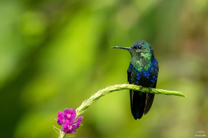 Birdwatching in Braulio Carrillo: Full-Day Rainforest & Aerial Tram Experience photo 3