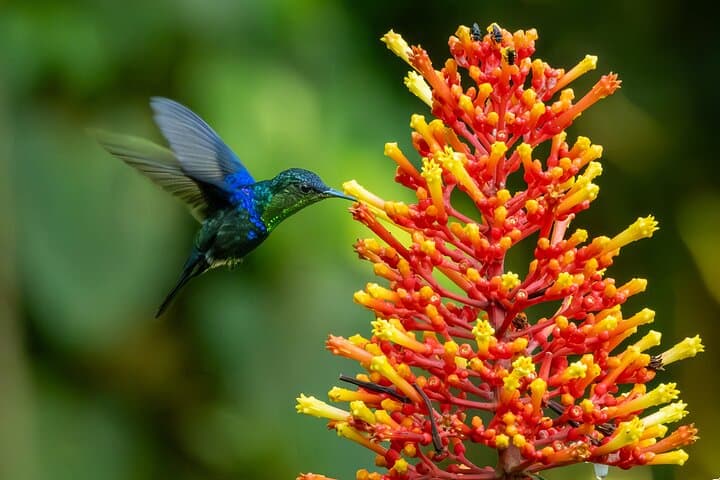 Birdwatching in Braulio Carrillo: Full-Day Rainforest & Aerial Tram Experience photo 2