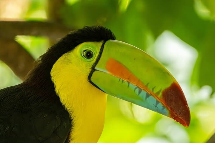 Birdwatching in Braulio Carrillo: Full-Day Rainforest & Aerial Tram Experience