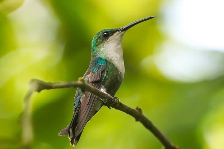 Birdwatching in Braulio Carrillo: Full-Day Rainforest & Aerial Tram Experience photo 5