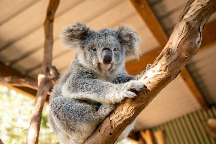Blue Mountains Small-Group Day Tour: Featherdale, Wentworth Falls & Three Sisters photo 2