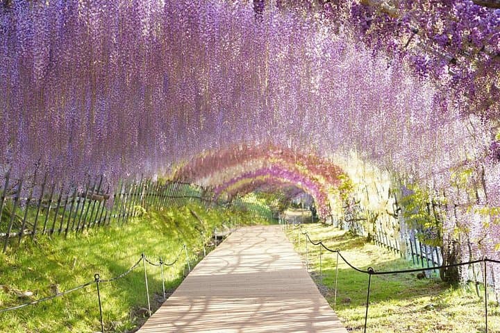 Kawachi Wisteria Garden & Akiyama Strawberry Picking — Day Tour from Hakata