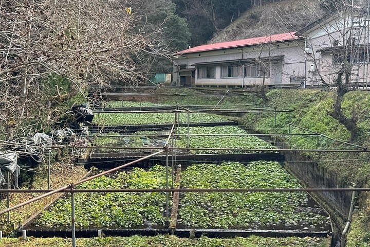 Mt Fuji & Shizuoka Wasabi Tour: Hokusai Train, Shrines & Waterfalls photo 4