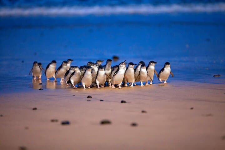 Melbourne 2–3 Day Unlimited Pass: City Sights, Wildlife & Cruises photo 4