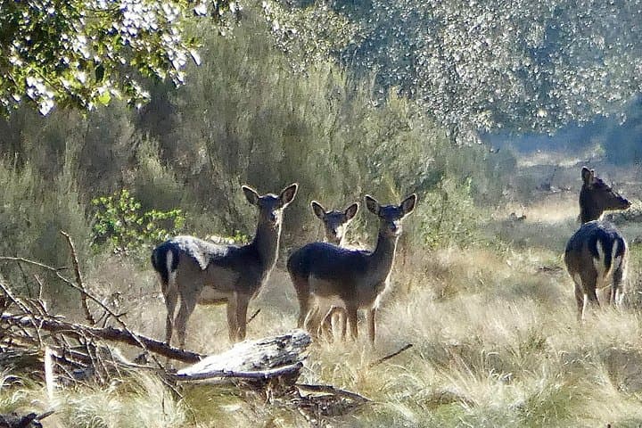 Guided Hike in San Rossore Park: Dunes, Wetlands & Wildlife Near Pisa photo 2