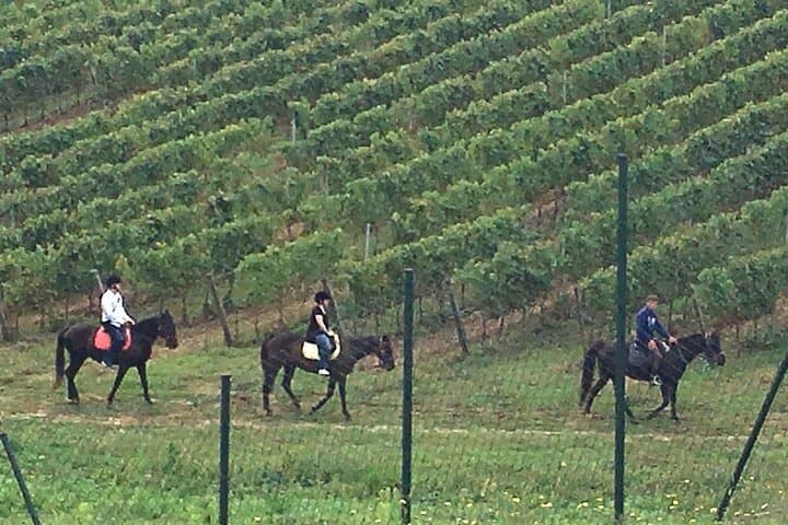 Horseback Ride Through Tuscan Hills with San Gimignano Wine Tasting photo 6