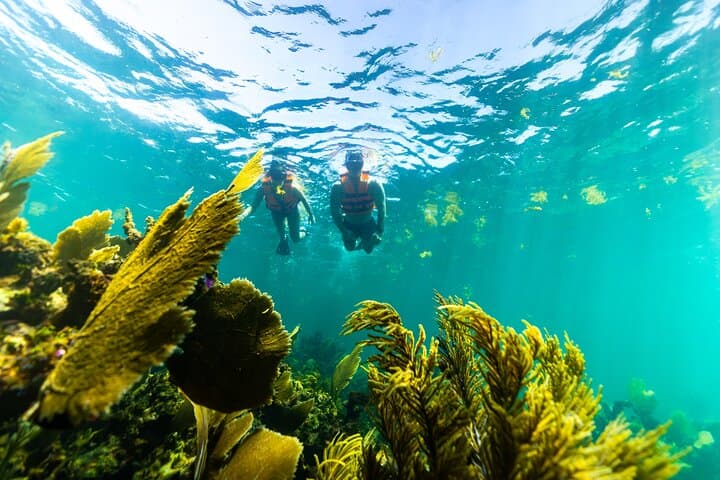 Private Puerto Morelos Snorkel: Private Boat Ride on the Mesoamerican Reef photo 3
