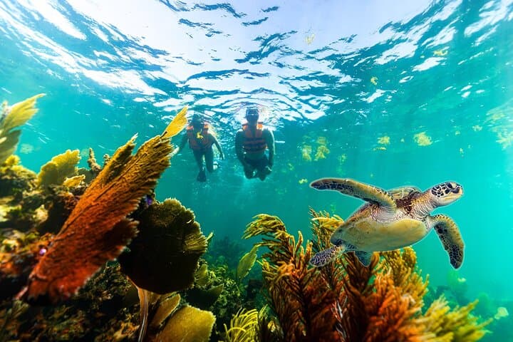 Private Puerto Morelos Snorkel: Private Boat Ride on the Mesoamerican Reef photo 5