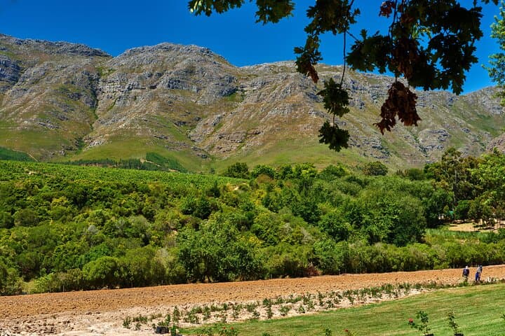 Private Winelands Tour: Franschhoek & Stellenbosch Wine Tasting from Cape Town photo 5