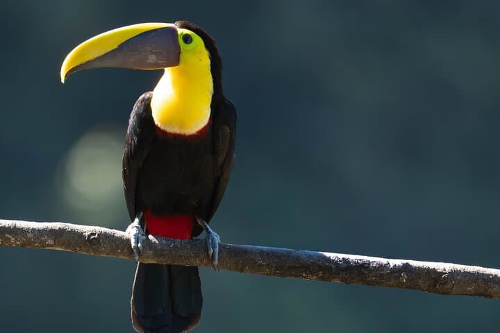 Mindo Birdwatching Tour — Guided Cloud-Forest Birding from Mindo Town