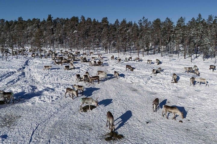 A Day with Reindeer Herders in Ivalo — Feed Reindeer & Learn Sámi Traditions