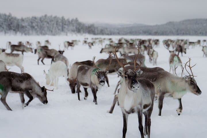 A Day with Reindeer Herders in Ivalo — Feed Reindeer & Learn Sámi Traditions photo 2