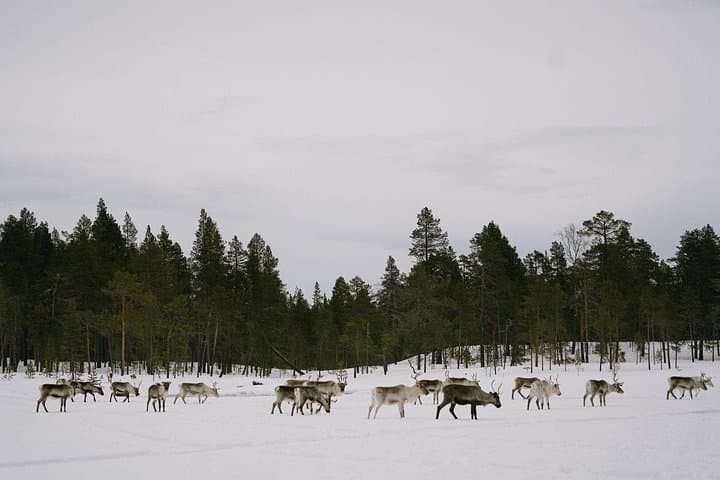 A Day with Reindeer Herders in Ivalo — Feed Reindeer & Learn Sámi Traditions photo 3