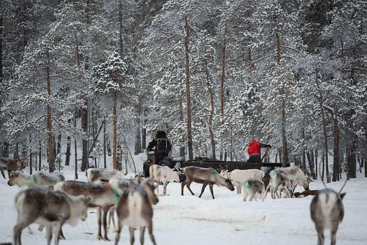 A Day with Reindeer Herders in Ivalo — Feed Reindeer & Learn Sámi Traditions photo 6