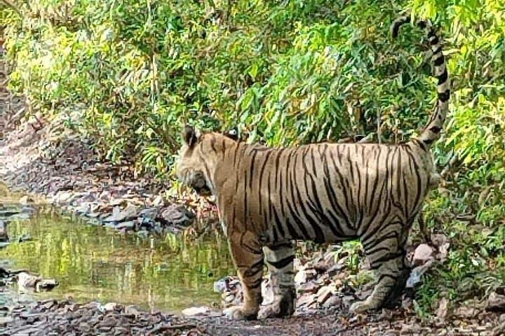 6-Day Golden Triangle Road Trip with Ranthambore Safari: Delhi, Agra & Jaipur photo 2