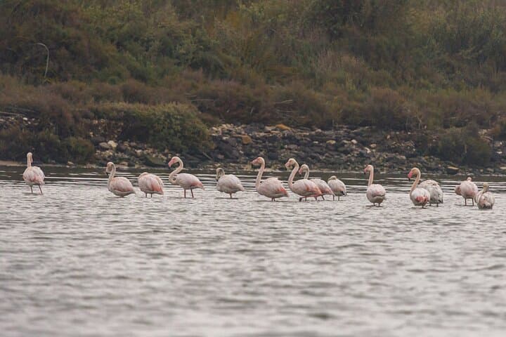 Lisbon Birdwatching Boat Tour — Tagus Estuary Birding Cruise from Lisbon photo 4