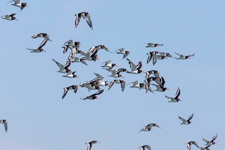 Lisbon Birdwatching Boat Tour — Tagus Estuary Birding Cruise from Lisbon
