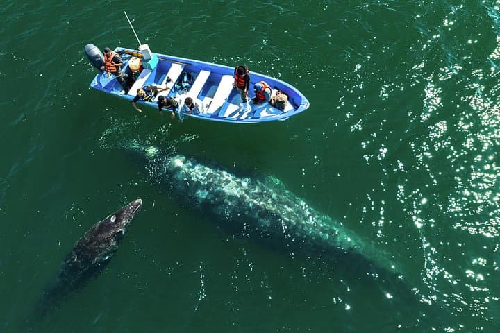 San Ignacio Lagoon Gray Whale Watching: Up-Close Encounters & Desert Glamping