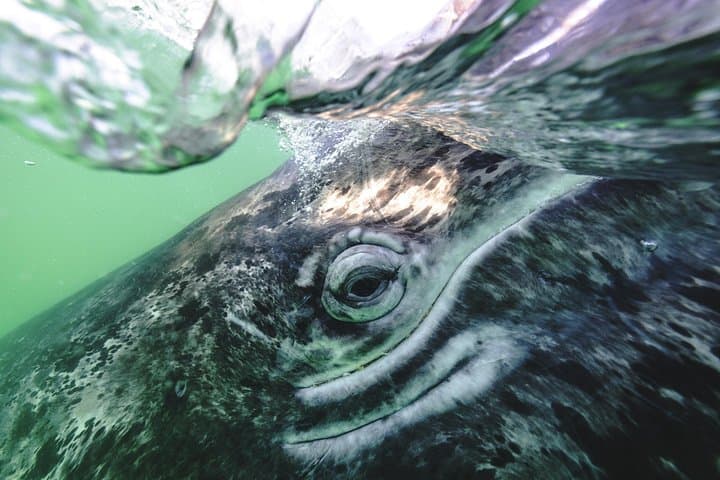 San Ignacio Lagoon Gray Whale Watching: Up-Close Encounters & Desert Glamping photo 3