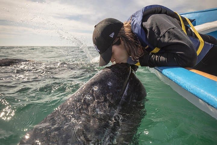 San Ignacio Lagoon Gray Whale Watching: Up-Close Encounters & Desert Glamping photo 4
